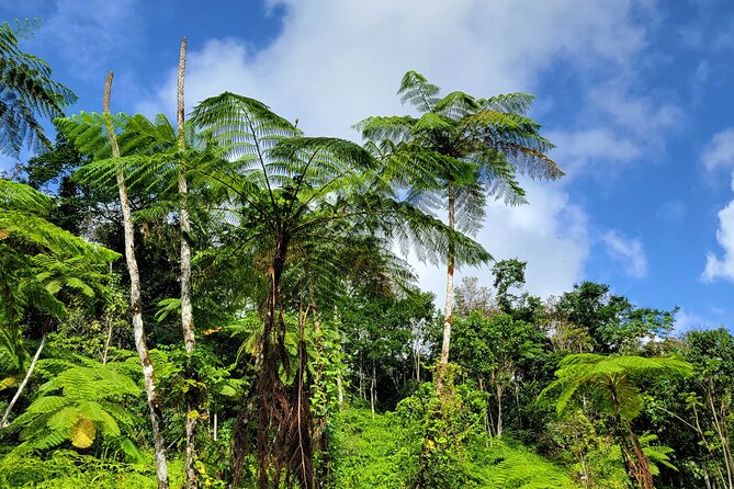 El Yunque Rainforest and Luquillo Kiosk Day Trip - Natural pools, rope swings, and optional jumps