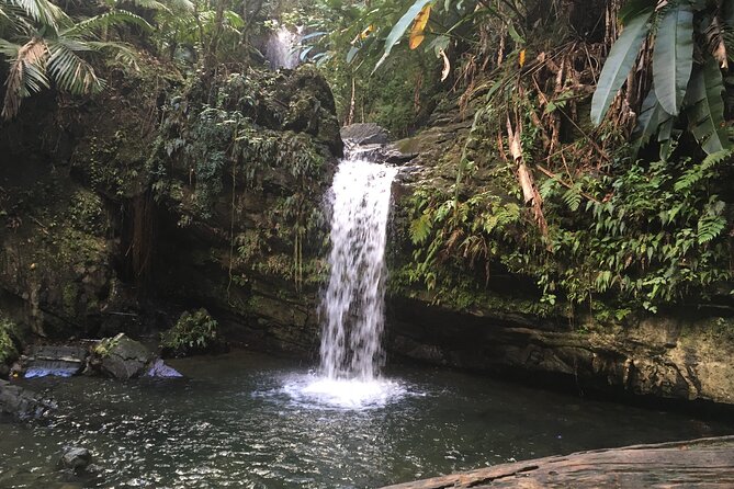 El Yunque Rainforest EZ-going Bus Tour (wheelchair accessible) - The pace: easy, but not leisurely