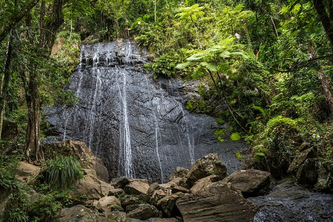 El Yunque Rainforest EZ-going Bus Tour (wheelchair accessible) - Booking details worth knowing