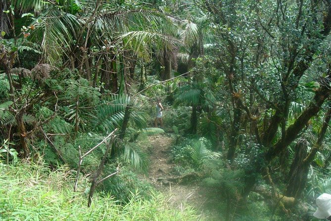 El Yunque Rainforest Full Day Private Tour - A private drive from San Juan to the rainforest