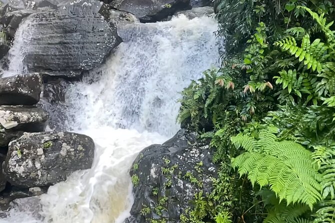 El Yunque Rainforest Hike with Transport from San Juan - From San Juan streets to El Yunque’s wet forest