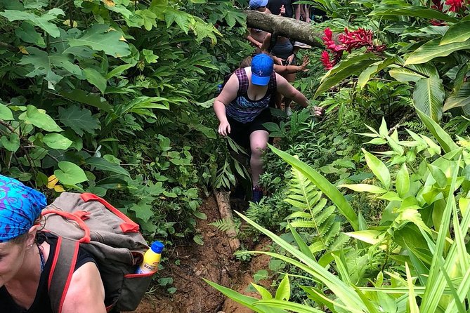 El Yunque Rainforest Tour from Fajardo - What this El Yunque outing is really like