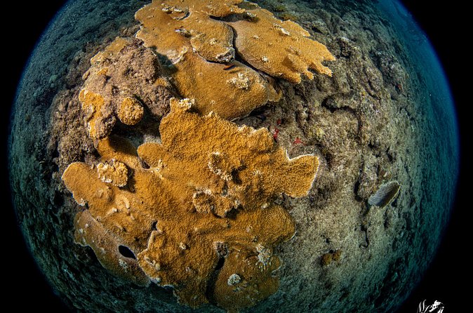 Experience Scuba - Starting at Scuba Motion in Vega Baja