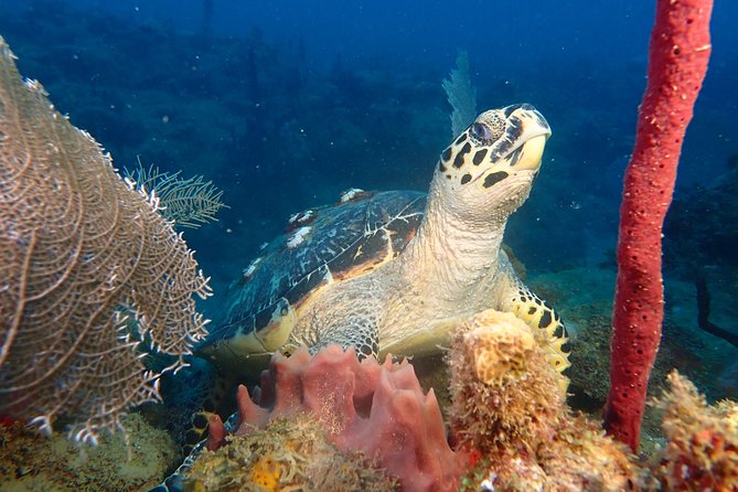 Experience Scuba Diving / NO certification Needed - What makes this Rincón scuba experience worth considering