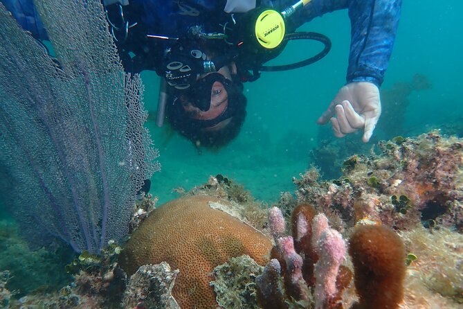 Experience Scuba Diving / NO certification Needed - From the pavilion briefing to your first underwater breaths