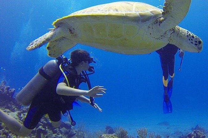 Experience Scuba Diving / NO certification Needed - How the price compares with a full certification course