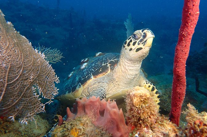 Experience Scuba Diving / NO certification Needed - Small details that can make the day go better