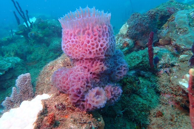 Experience Scuba Diving / NO certification Needed - What you may see around Rincón’s reef