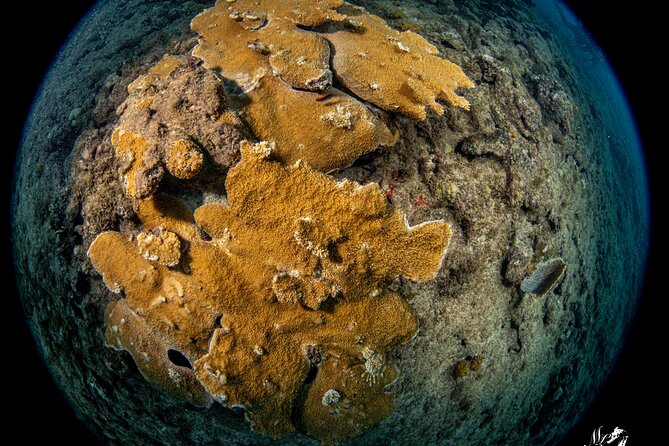 Experience Scuba - Learning the basics before heading farther out