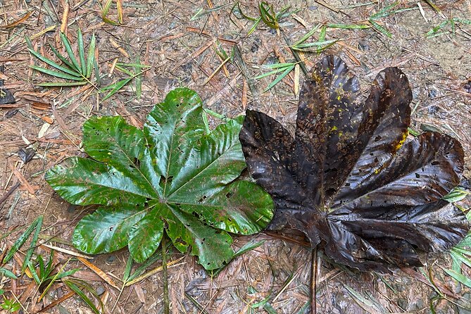 Explore El Yunque: Hiking, Swings & Waterslide (Small Group) - Photos, snacks, and what is included