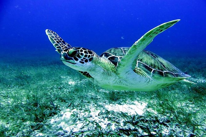 Fajardo Afternoon Snorkeling Adventure Tour - Key points at a glance