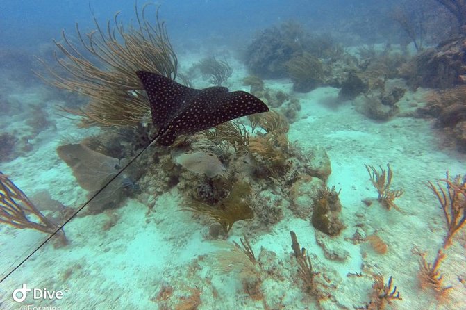 Fajardo Afternoon Snorkeling Adventure Tour - Why the crew matters