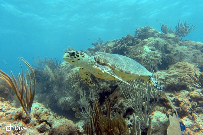 Fajardo Afternoon Snorkeling Adventure Tour - The island and beach portion