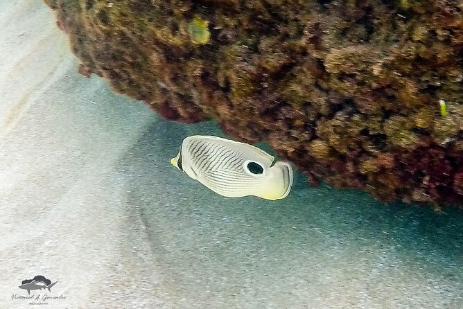 Fajardo, Puerto Rico: Morning Snorkeling Beach Tour - Lunch, snacks, and what the $133 price covers