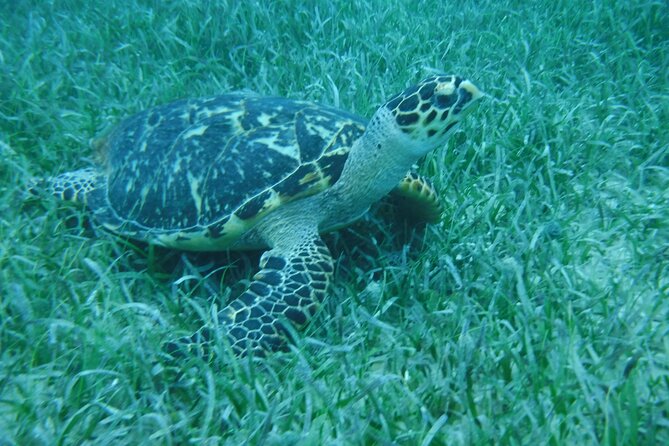 Full Day Charter from Fajardo to Culebra - Snorkeling near Luis Peña Natural Reserve