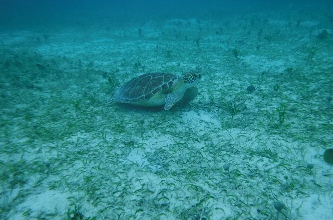 Full Day Charter from Fajardo to Culebra - What comes with lunch, drinks, and snacks