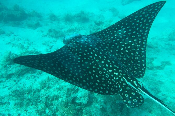 Full-Day Snorkeling Gear Rental in Puerto Rico - Practical planning for your Fajardo outing