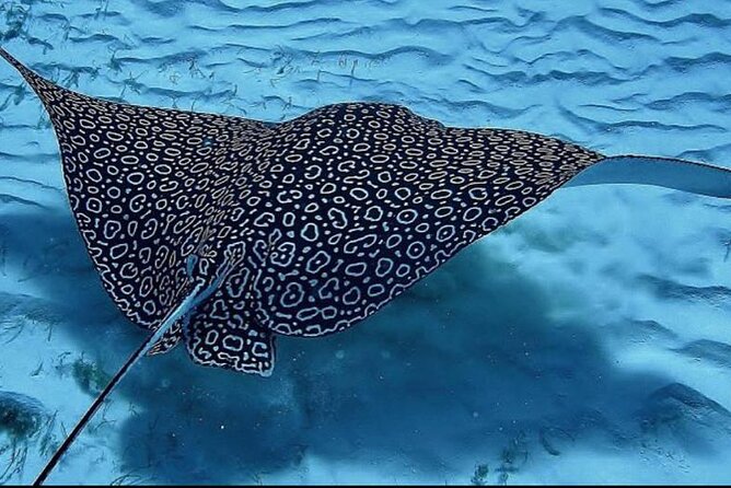 Full-Day Snorkeling Tour to Culebra Island with Lunch - Paddleboards, swimming, and time to slow down
