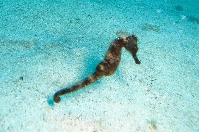 Get SCUBA Certified at San Juan - Why the instructors matter so much