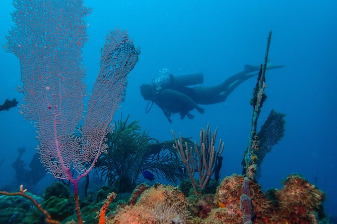 Guided Coral Reef Scuba Tour / 1 tank (Certified Divers Only) - Key points at a glance