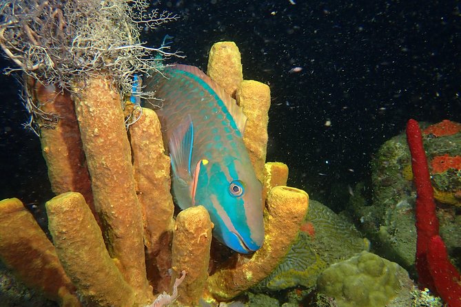Guided Coral Reef Scuba Tour / 1 tank (Certified Divers Only) - Starting at 2932 Cll 10 in Rincón