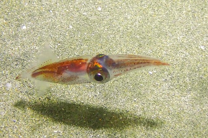 Guided Coral Reef Scuba Tour / 1 tank (Certified Divers Only) - How the two-and-a-half-hour session works