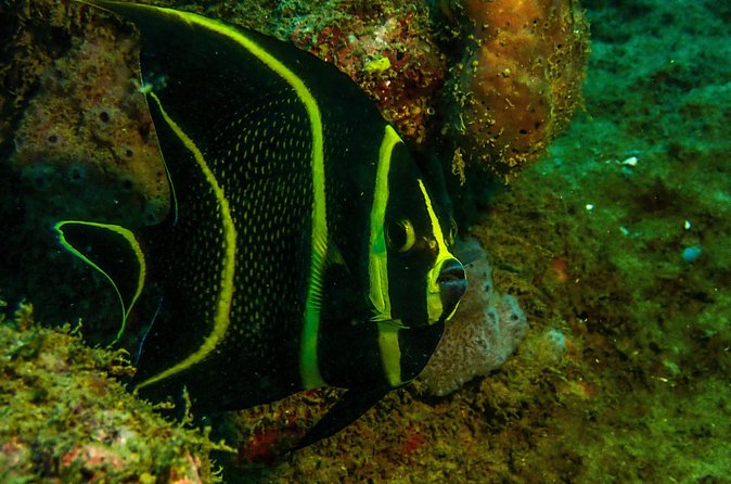 Guided Coral Reef Scuba Tour / 1 tank (Certified Divers Only) - What the $73 price really covers
