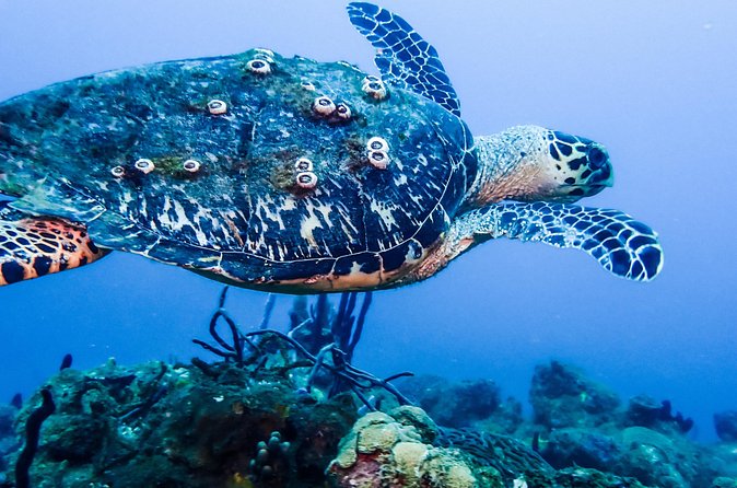 Guided Coral Reef Scuba Tour / 1 tank (Certified Divers Only) - Why the small group matters