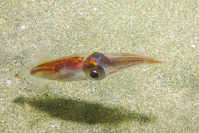 Guided Coral Reef Scuba Tour / 1 tank (Certified Divers Only) - Conditions, current, and comfort underwater