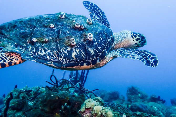 Guided Coral Reef Scuba Tour / 1 tank (Certified Divers Only) - Choosing the reef site the night before