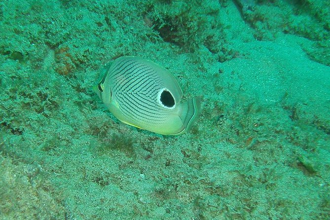 Guided Coral Reef Snorkeling Tour - What the two-hour outing includes