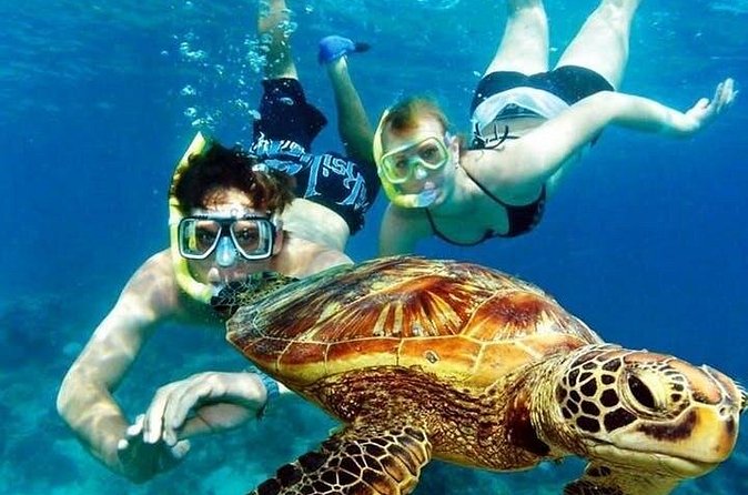 Guided Coral Reef Snorkeling Tour - What stronger swimmers should expect