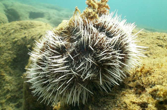 Guided Coral Reef Snorkeling Tour - The value of $49.99