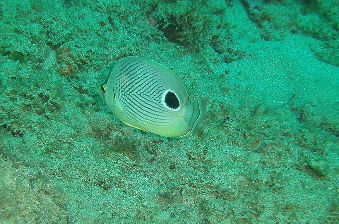 Guided Coral Reef Snorkeling Tour - Timing, weather, and communication