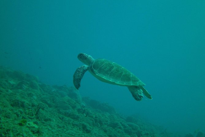 Guided Coral Reef Snorkeling Tour - Coral, reef fish, and the chance of turtles