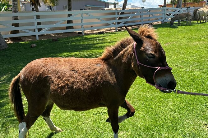 Guided Hike with Miniature Donkeys to a Secluded Beach - Why miniature donkeys change the beach walk