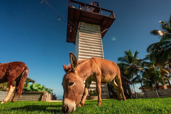 Guided Hike with Miniature Donkeys to a Secluded Beach - The return climb with a donkey in front