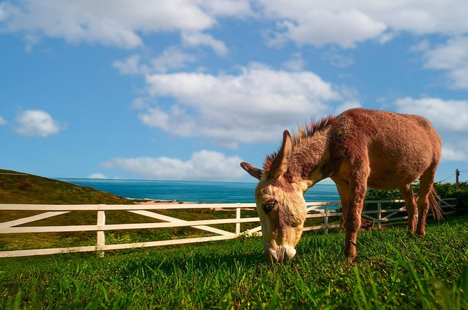 Guided Hike with Miniature Donkeys to a Secluded Beach - What the $75 price gets you