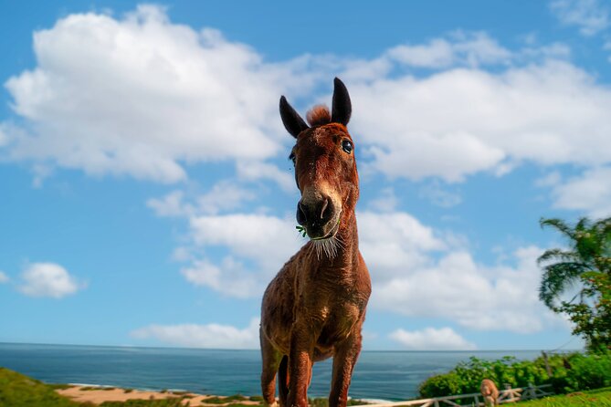 Guided Hike with Miniature Donkeys to a Secluded Beach - Timing, packing, and practical details