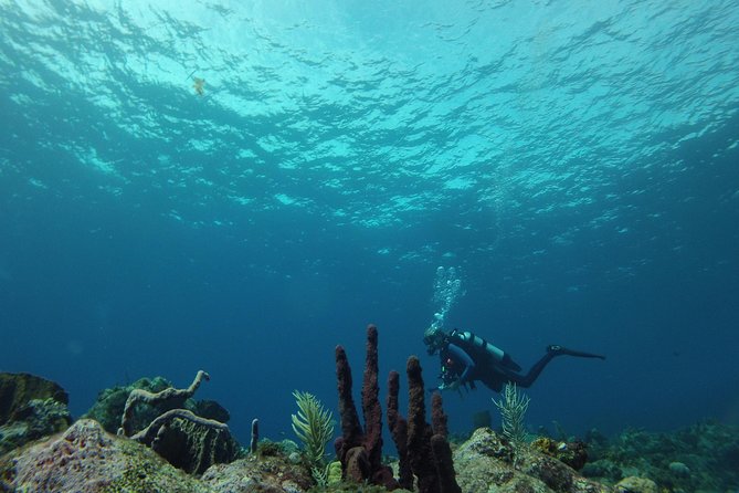 Guided Shore Diving Tour - The best-known local sites and what they offer