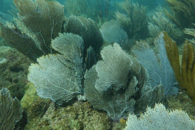 Guided Shore Diving Tour - What the $69 price really covers