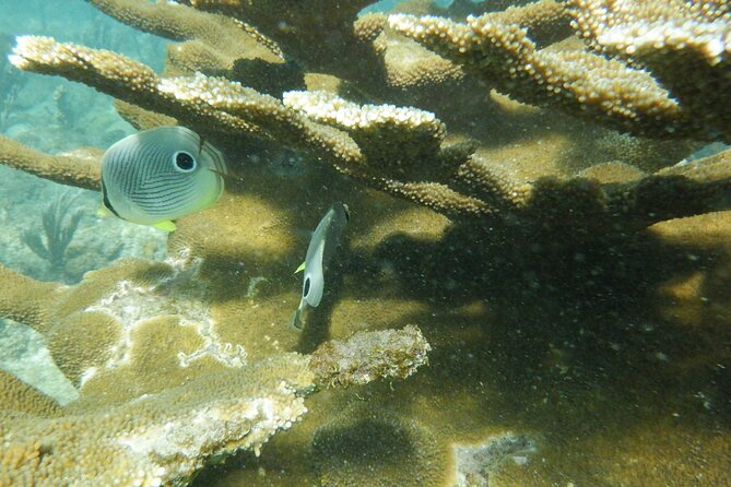 Guided Shore Diving Tour - Visibility, weather, and the need for a backup plan