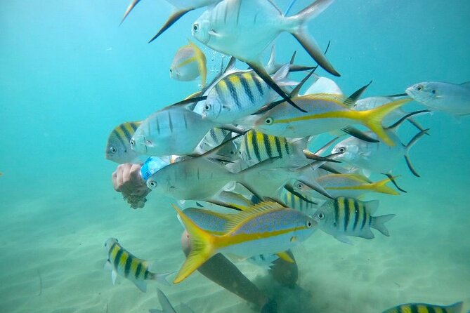 Guided Snorkeling adventure in San Juan - Key Points to Know Before You Go