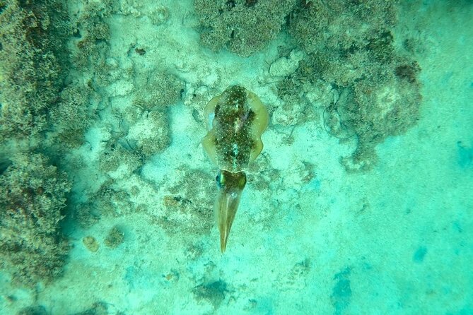 Guided Snorkeling adventure in San Juan - What the Small Group Changes