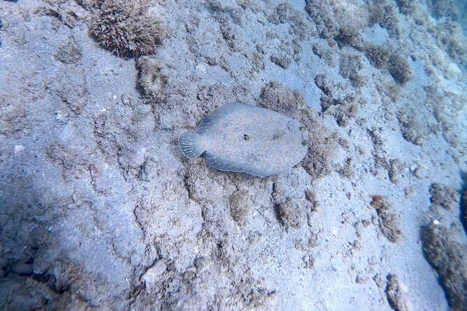 Guided Snorkeling adventure in San Juan - Water Conditions and Marine Life