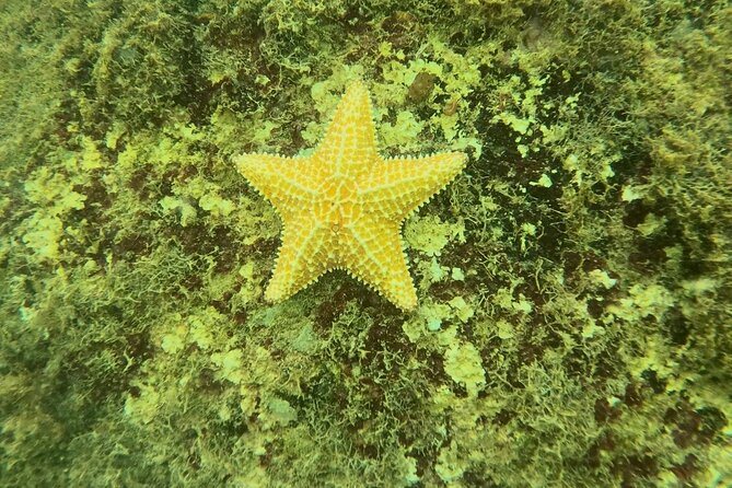Guided Snorkeling adventure in San Juan - Timing: Ninety Minutes Overall, Forty-Five in the Water
