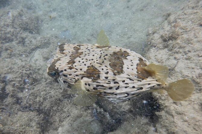 Guided Snorkeling adventure in San Juan - Who Will Get the Most From This Outing