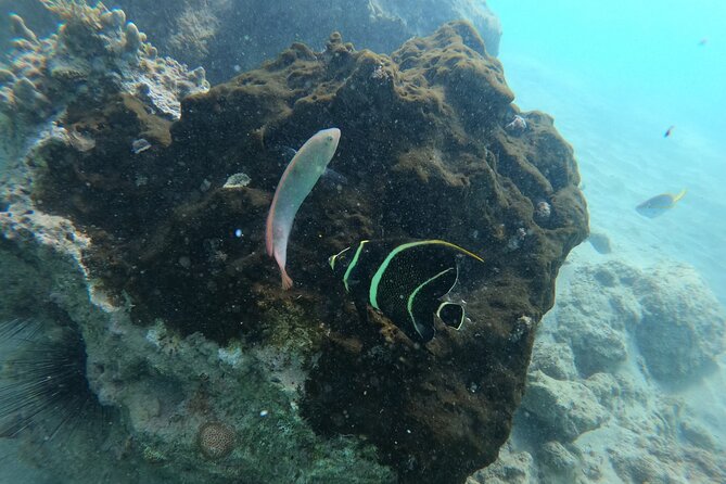 Guided Snorkeling adventure in San Juan - Testing the Mask in Shallow Water