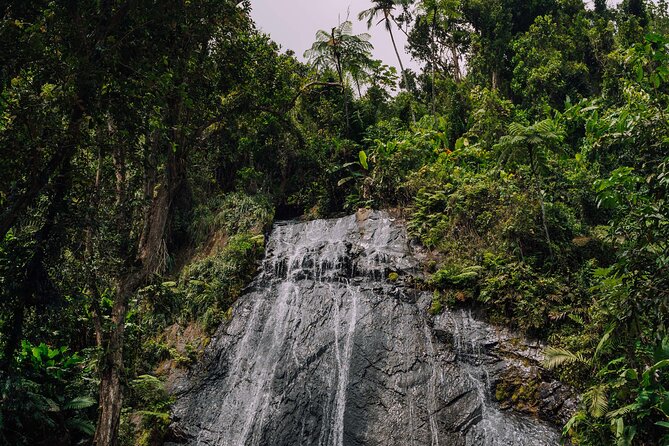 Half-Day El Yunque National Forest Tour from San Juan - The short nature walk and what you may notice