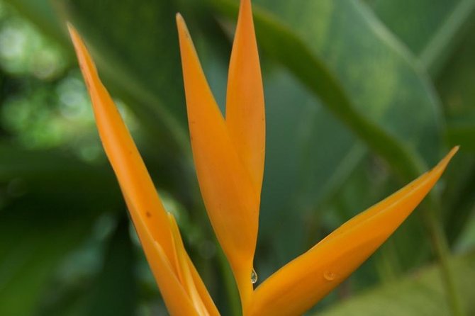 Half-Day El Yunque National Forest Tour from San Juan - Why the guide can shape the whole morning